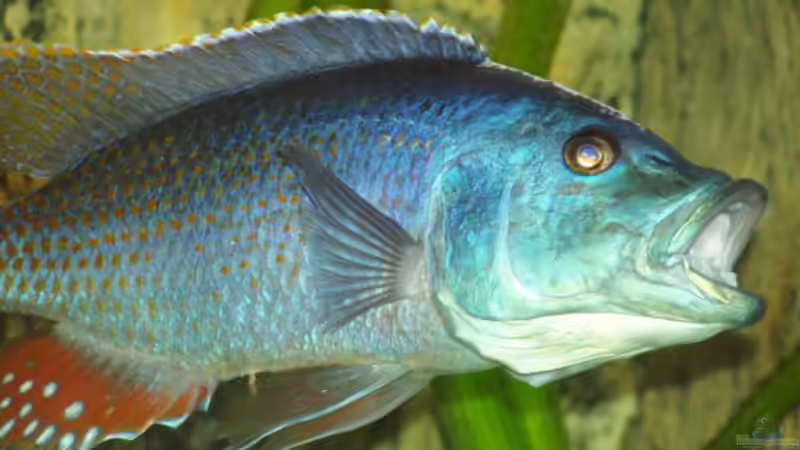 Nimbochromis Fuscoteaniatus M von Abdullah Özer (26)