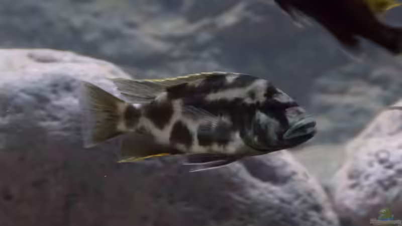 Nimbochromis livingstoni halbwüchsiges Männchen von Tom (13)
