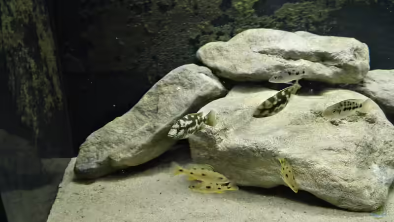 Nimbochromis livingstoni und Exochochromis anagenys von Tom (5)
