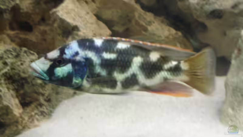 Nimbochromis Livingstoni von Dennis Kaiser (14)