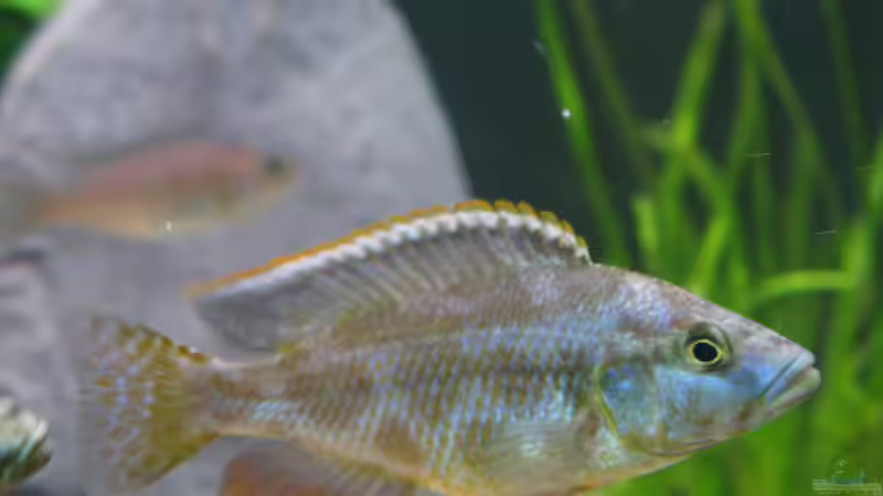 Nimbochromis livingstoni von Marcus.H (13)