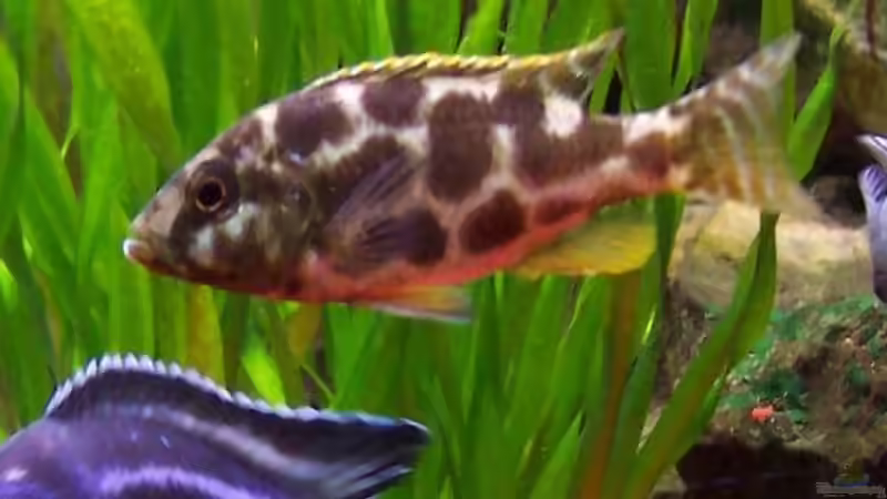 Nimbochromis livingstoni W von Detlef Lehmann (7)