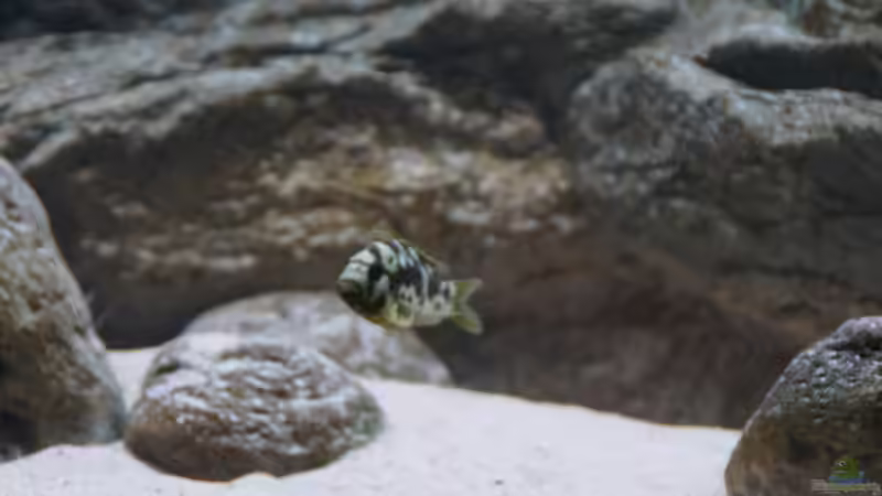 Nimbochromis livingstoni Weibchen von Tom (22)
