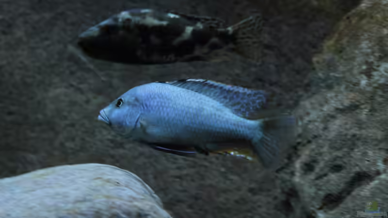 Nimbochromis livingstonii  von Lukas Meierjohann (12)