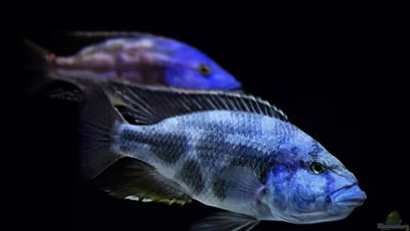 Nimbochromis livingstonii  von malawidortmund (19)