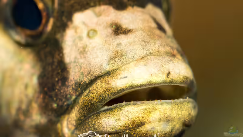 Nimbochromis Livingstonii  von Martin Pröll (14)