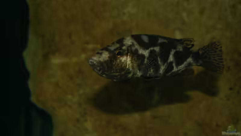 Nimbochromis livingstonii female von Oeli (94)