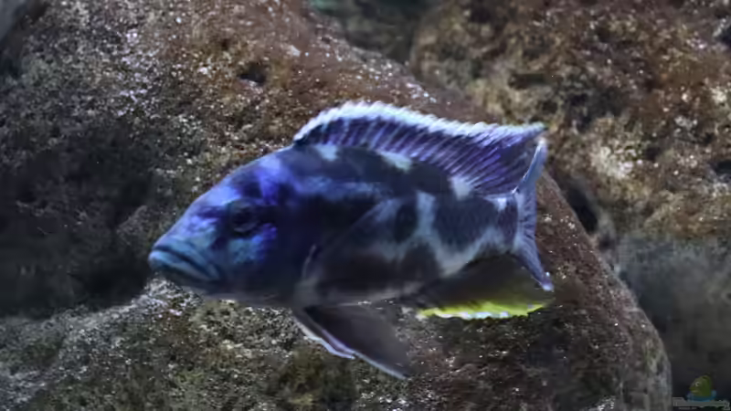 Nimbochromis livingstonii m von Tom (26)