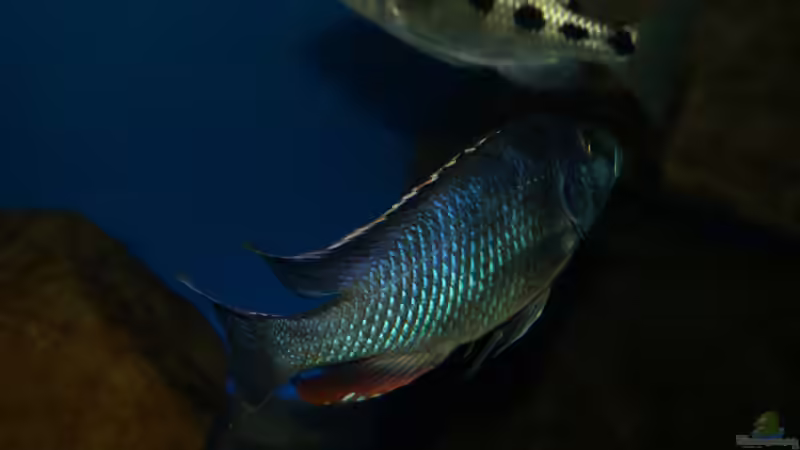 Nimbochromis livingstonii male von Oeli (90)