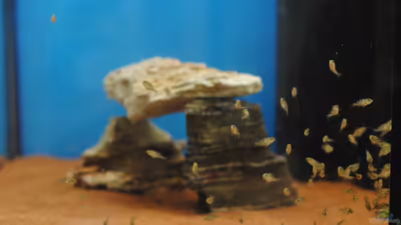 Nimbochromis Livingstonii Nachwuchs von Manni (36)