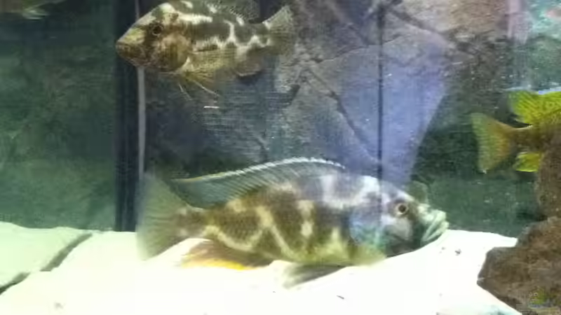 Nimbochromis livingstonii Pärchen von Höffi (12)