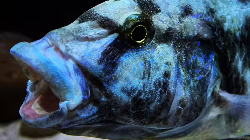 Nimbochromis livingstonii von malawidortmund (15)