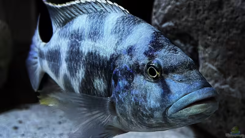 Nimbochromis livingstonii von malawidortmund (21)
