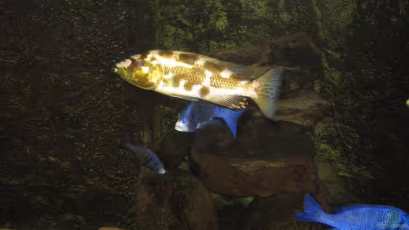 Nimbochromis livingstonii von Manfred Meyer (46)