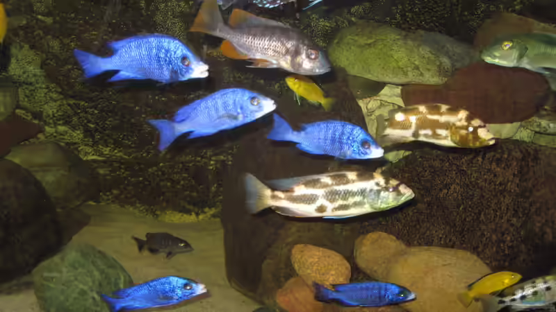 Nimbochromis livingstonii von Manfred Meyer (47)