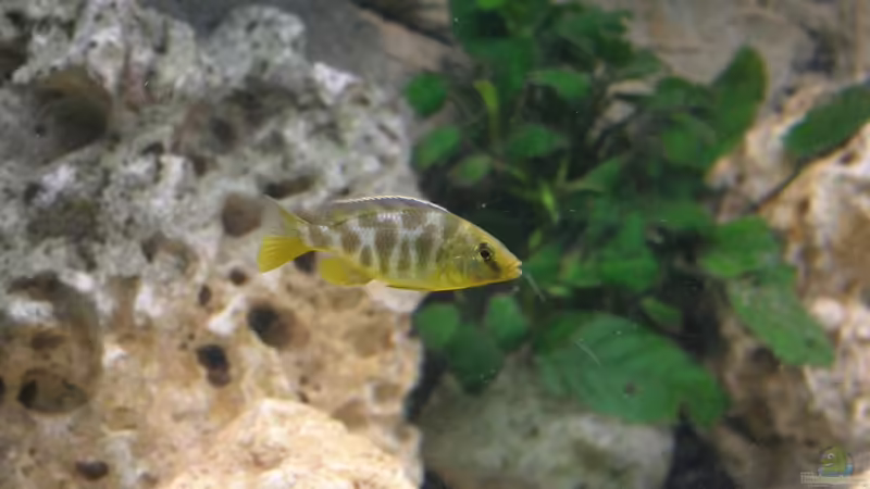 Nimbochromis venustus - Jungtier von Roland Figura (27)