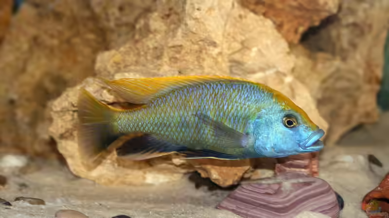 Nimbochromis venustus: Klein und süß gekauft, später Dominator des Aquariums