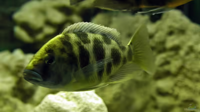 Nimbochromis venustus: Klein und süß gekauft, später Dominator des Aquariums