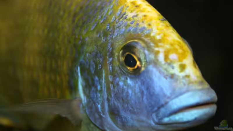 Nimbochromis Venustus  von Thomas Szöts (7)