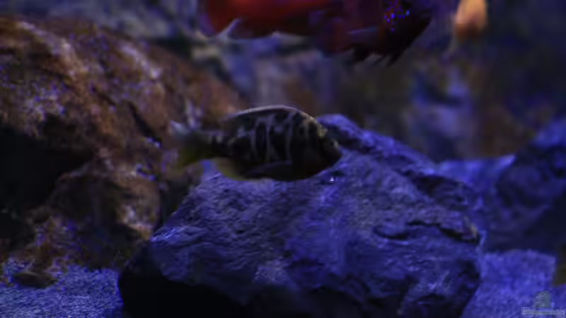 Nimbochromis venustus (bereits ausgezogen) von skipper1202 (48)