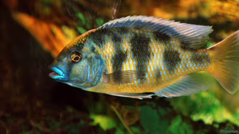 Nimbochromis Venustus Bock von Abdullah Özer (37)