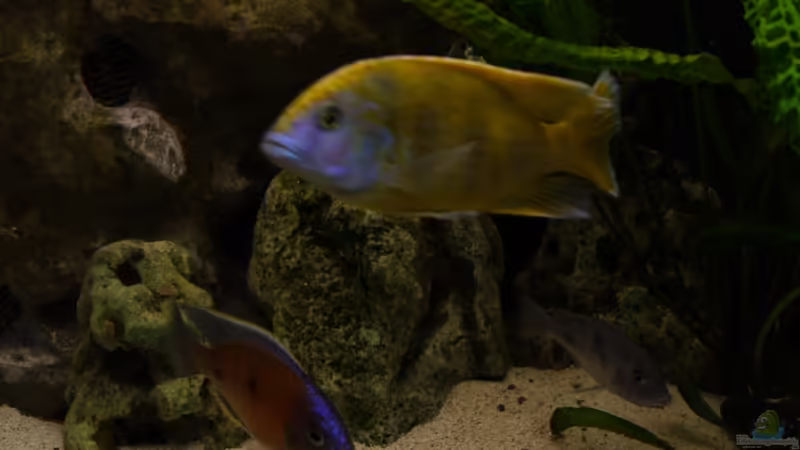 Nimbochromis venustus Bock von Volker Alms (9)