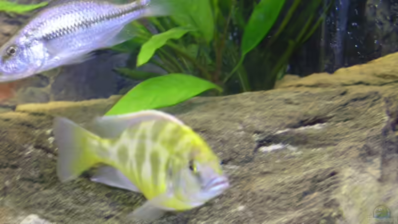 Nimbochromis venustus Bock von Wesermalawi (51)