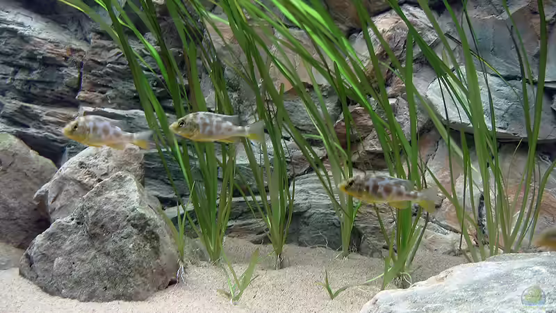 Nimbochromis venustus Jungtiere von Maurice Malawi (3)