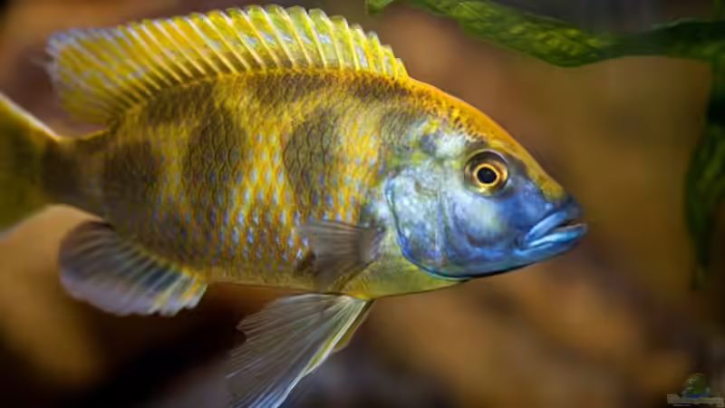 Nimbochromis venustus Männchen von Holger74 (26)