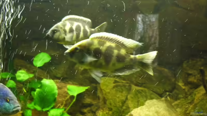 Nimbochromis Venustus ´Paar´ ca. 17-20cm von Monoculus (16)