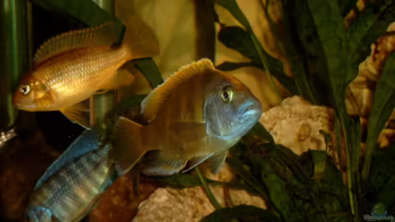 Nimbochromis venustus von Christian Klar (38)