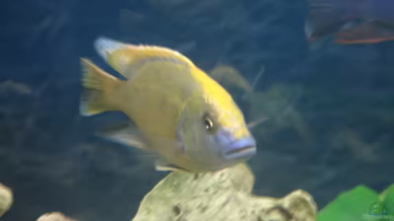 Nimbochromis Venustus von Dennis Kaiser (15)