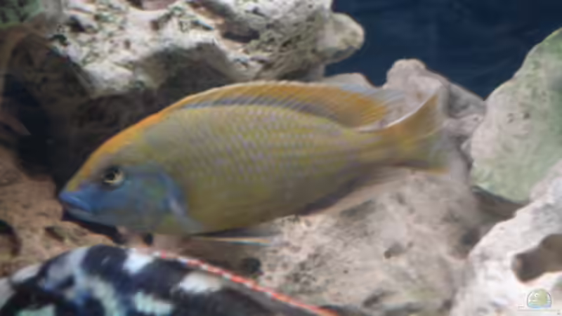 Nimbochromis Venustus von Dennis Kaiser (16)
