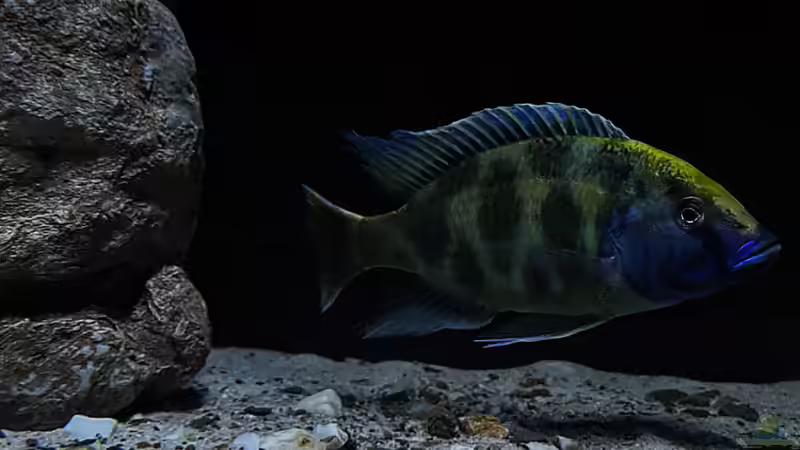 Nimbochromis venustus von malawidortmund (8)