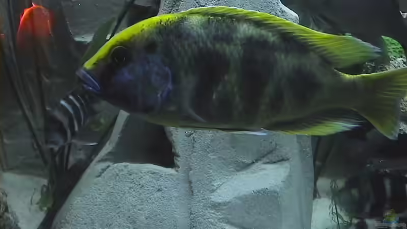 Nimbochromis venustus von Ringo Baumung (13)