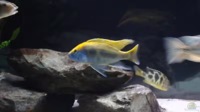 Nimbochromis venustus von StefanZ (4)