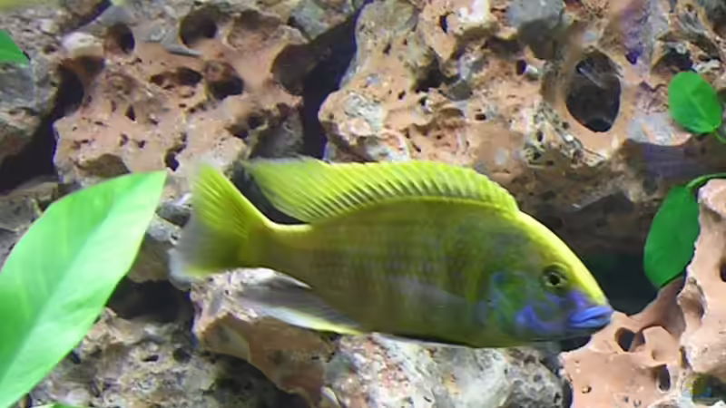 Nimbochromis Venustus von Theodor Schmidt (13)