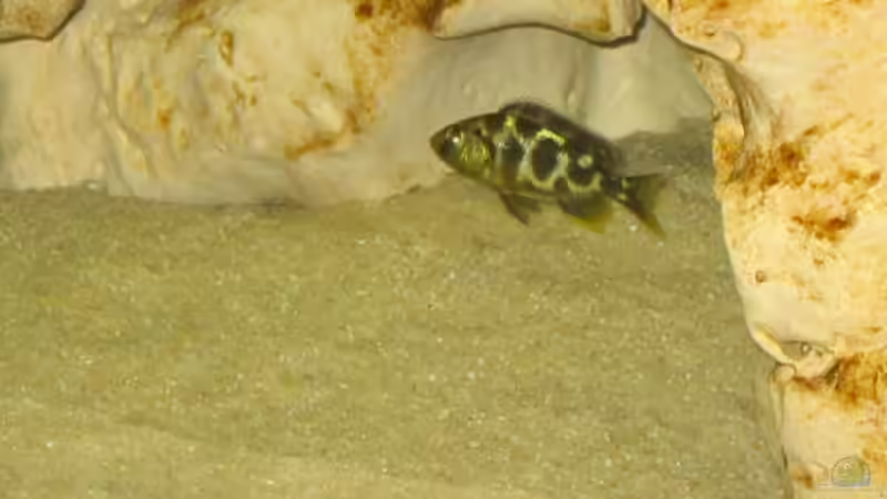 Nimbochromis Venustus von Thomas Leeb (19)