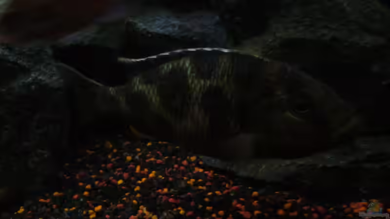 Nimbochromis Venustus Weibchen (Bild1) von Marcel. (33)