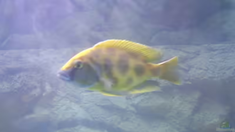 Nimochromis Venustus (Mänlich) von Tobias Mann (9)
