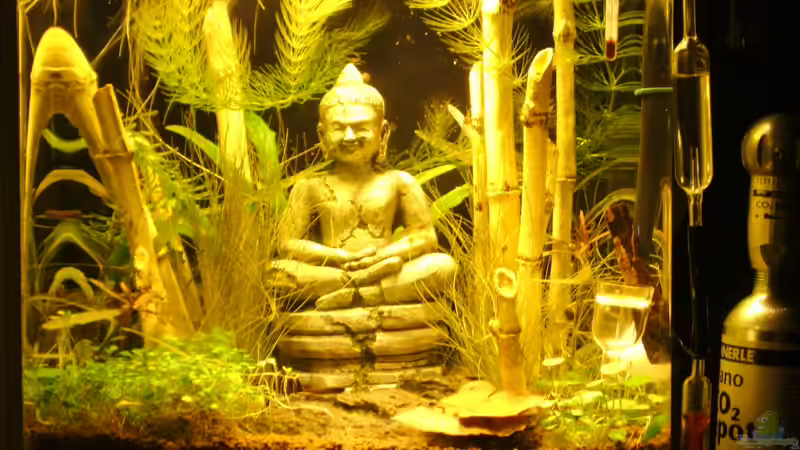 NISSO  Room - Mate 903 von Sailfish (1)