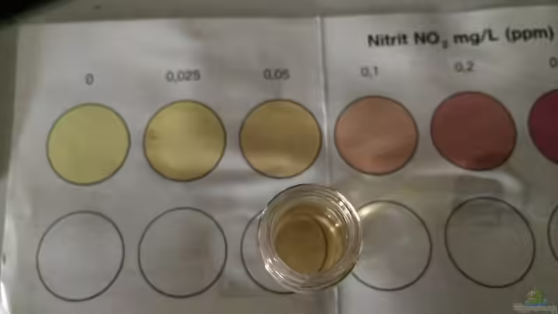 nitrit von Ayahuasca (165)