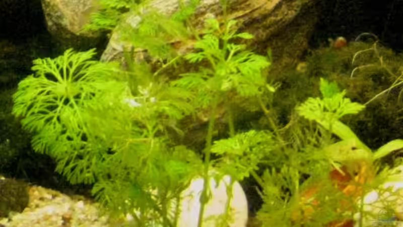 Nixkraut, Schnellwachsend von Lakritzkatze (4)