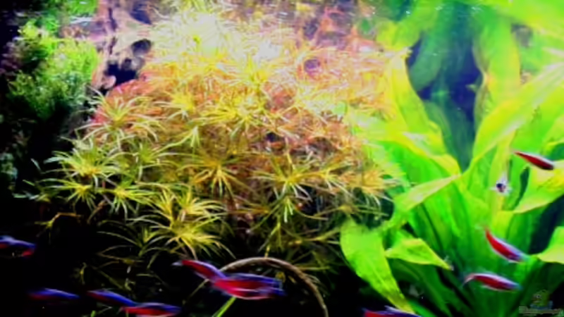 Nixkraut (Najas spec. Pantanal) von @mazonas (19)