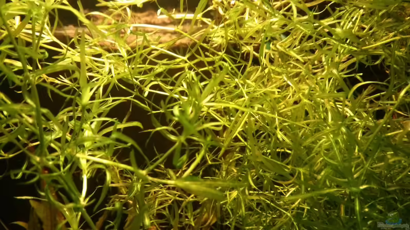 Nixkraut von Gregor (10)