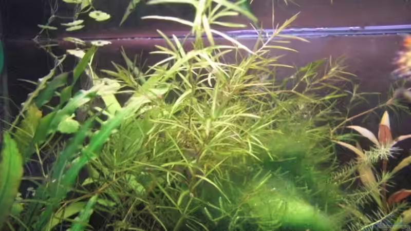 Nixkraut von Max94 (3)