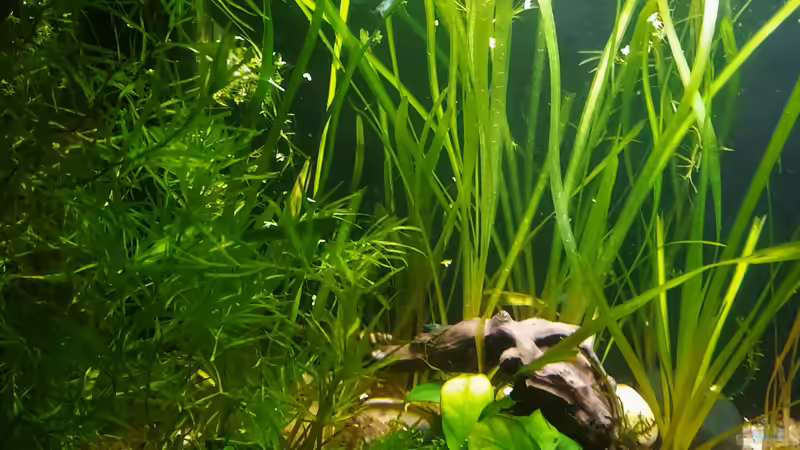 Nixkraut wächst super von okefenokee (23)