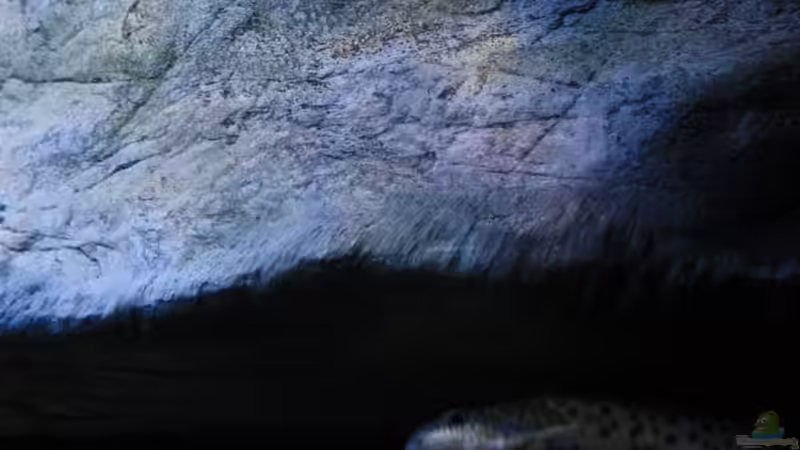 Njassae an seinem Lieblingsplatz von Florian Bandhauer (51)