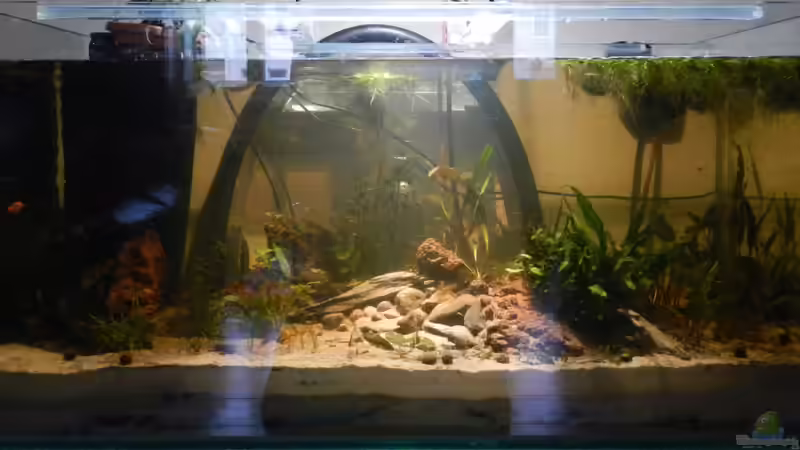 No Wurzel, so many cry.  von miv (11)