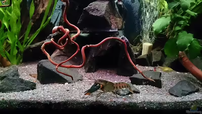 Nocb ein Krebsi u. Kupersalmler von Miss Kasimir (33)